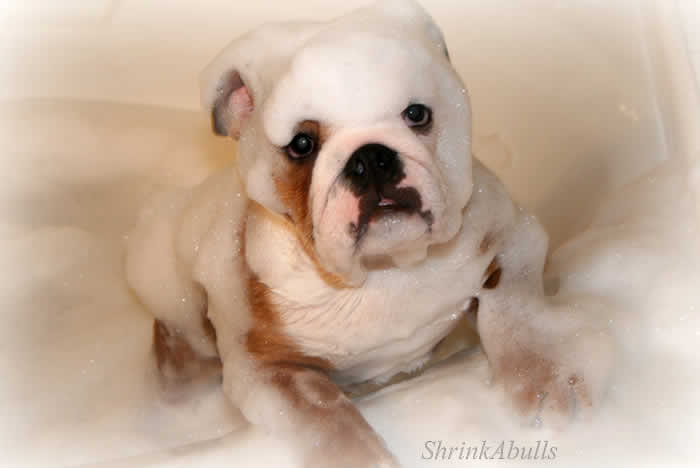 english Bulldog Titan bubble bath